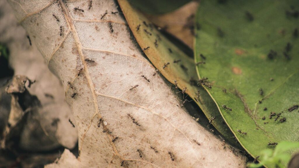 Black ants crawling over dry fallen leaves