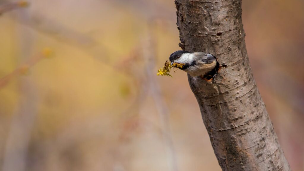 Chickadee gathering moss for nest building