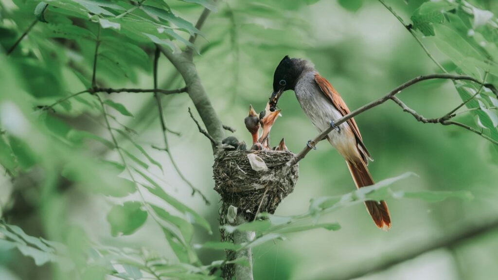 Parent bird feeding hungry chick in nest perched on tree branch