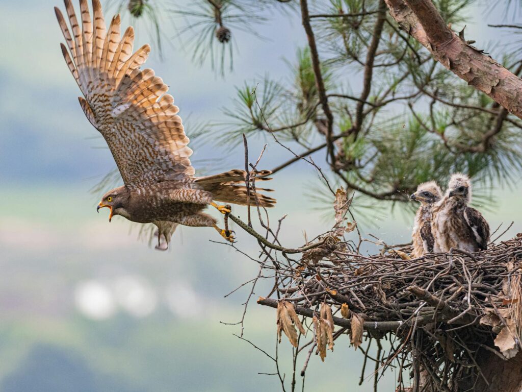 A Grey-faced Buzzard takes flight from a nest with three chicks.