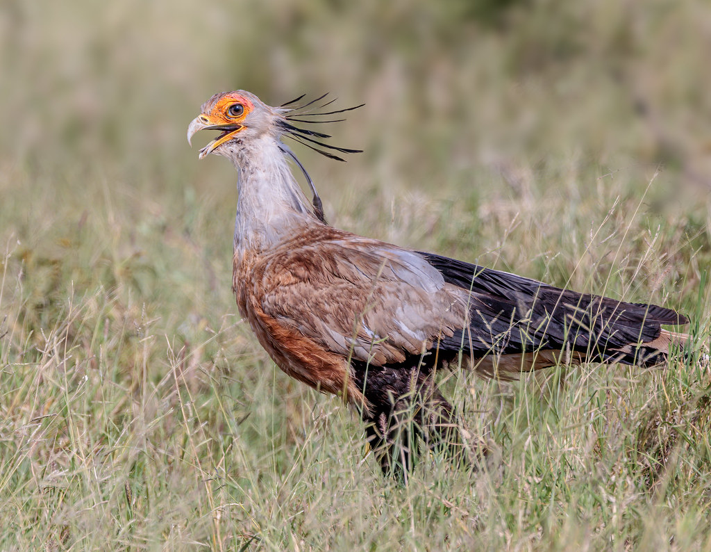 Secretary Bird: The Snake Slayer (image credits: flickr)