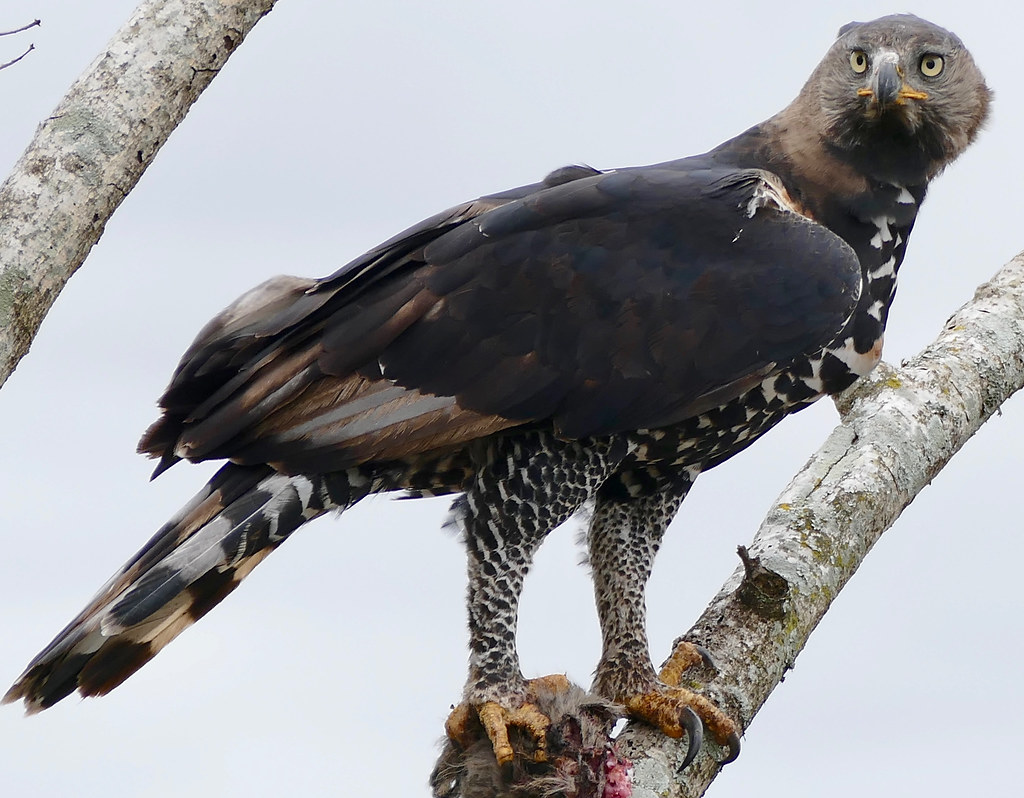 Crowned Eagle: The Canopy Hunter (image credits: flickr)