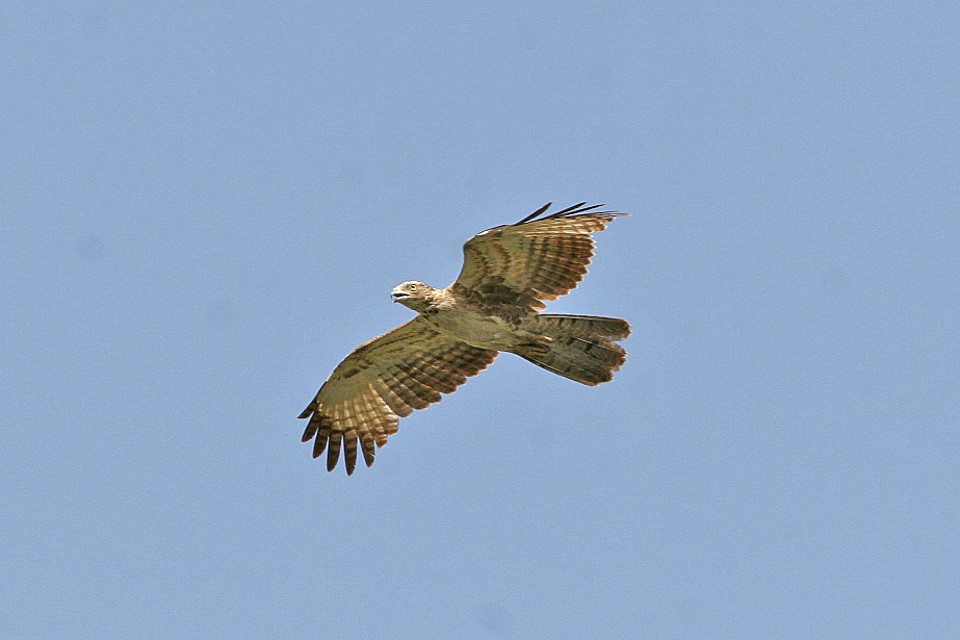 Crested Honey Buzzard: The Wasp Warrior (image credits: flickr)