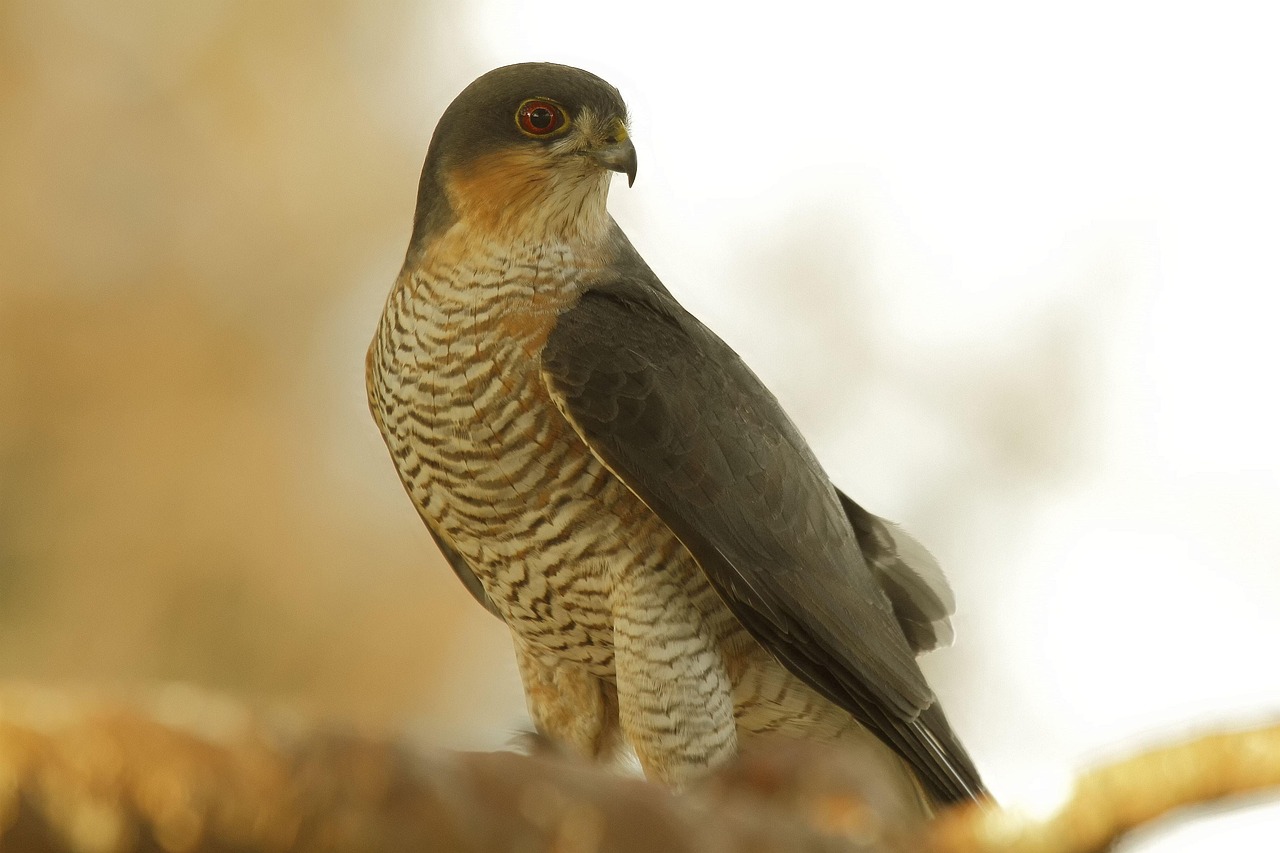 Crested Goshawk: The Agile Predator (image credits: pixabay)