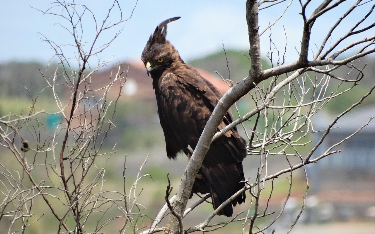 Long-crested Eagle: The Perched Hunter (image credits: pixabay)