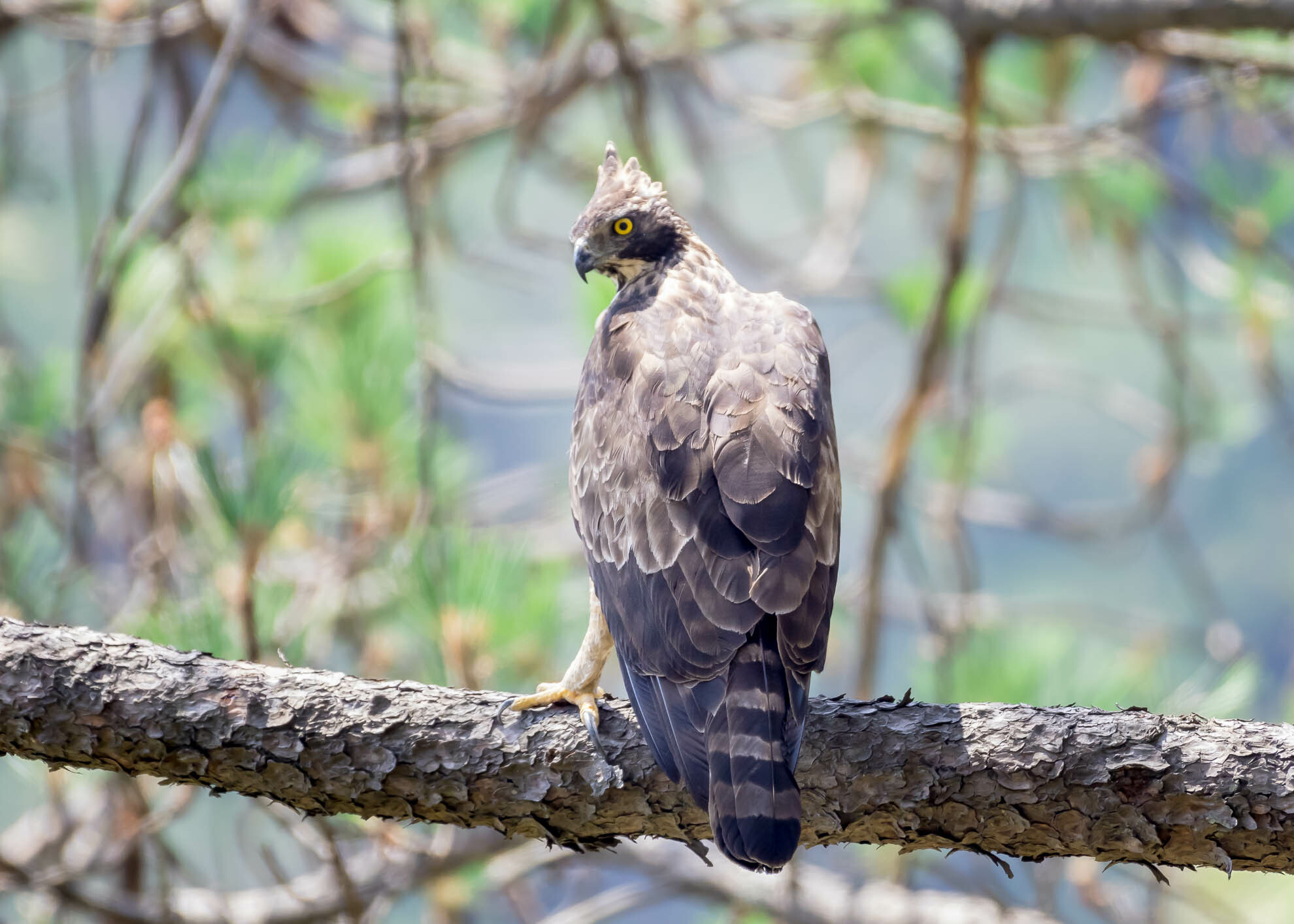 Mountain Hawk-Eagle: The Highland Predator (image credits: wikimedia)