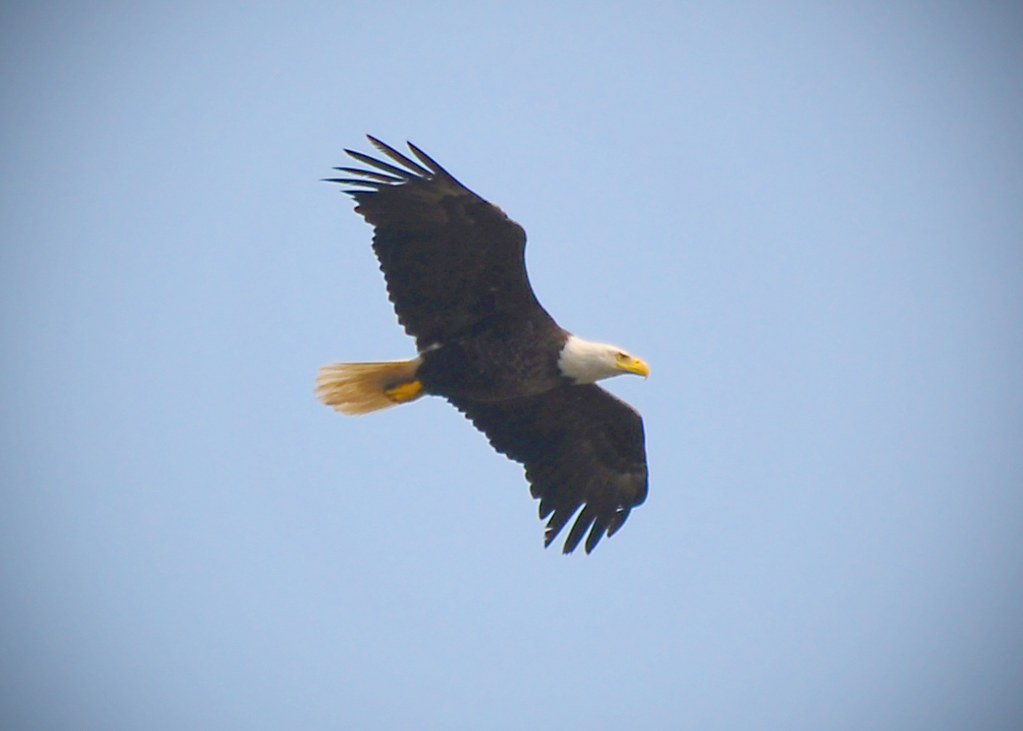 The Bald Eagle: Soaring Sentinel (image credits: flickr)