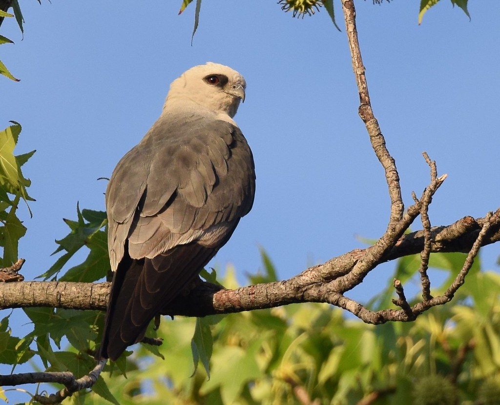 The Mississippi Kite: Agile Insect Hunter (image credits: flickr)