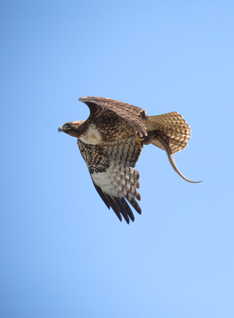 Red-Tailed Hawks and Aerial Maneuvers (image credits: flickr)