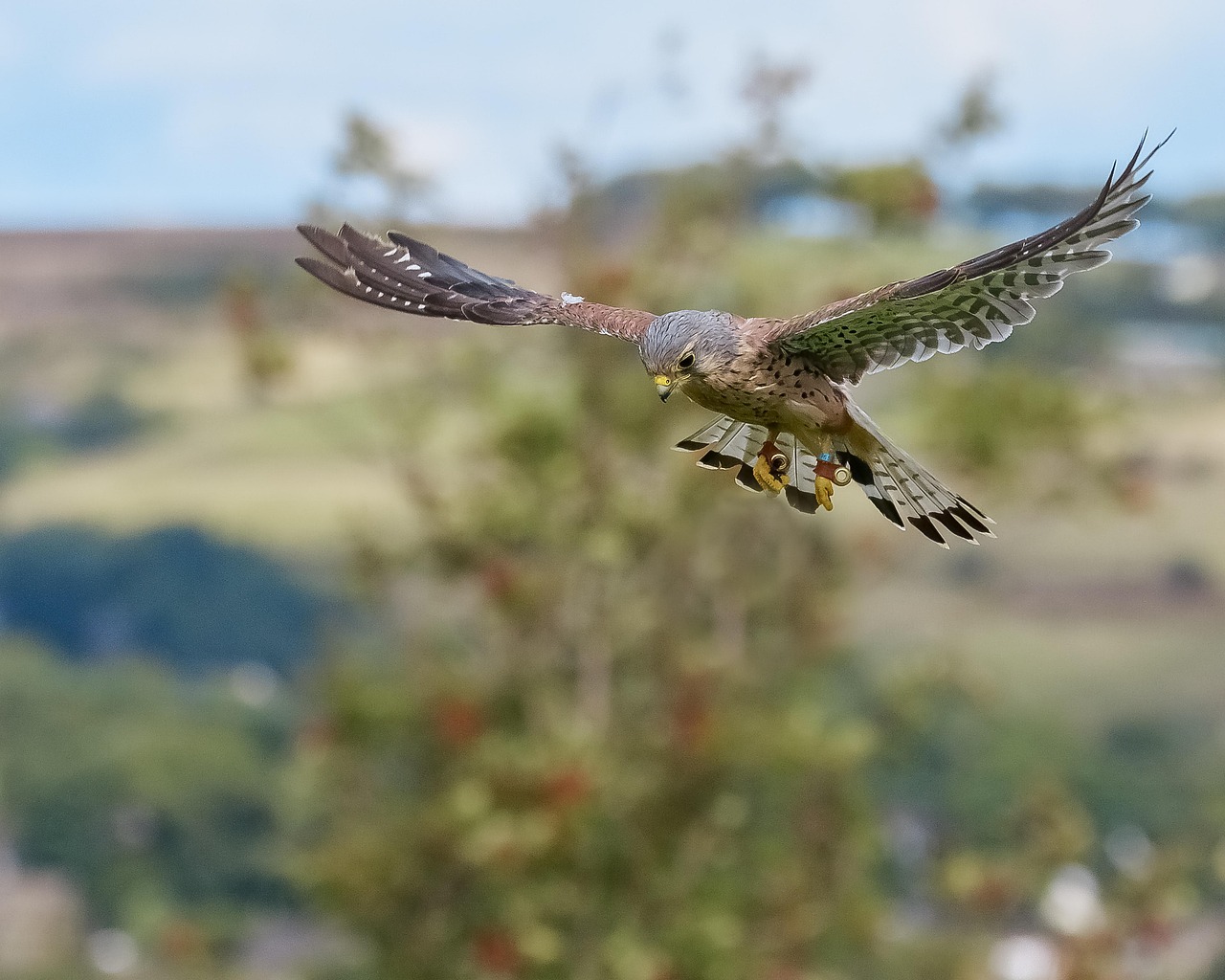 American Kestrels and Hovering Techniques (image credits: pixabay)