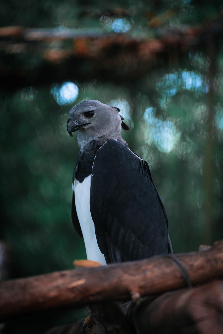Harpy Eagles and Canopy Navigation (image credits: pixabay)