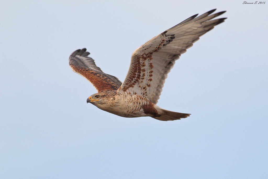Ferruginous Hawks and Ground Hunting (image credits: wikimedia)