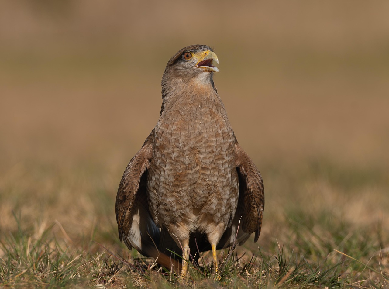 Chimango Caracaras and Opportunistic Feeding (image credits: pixabay)