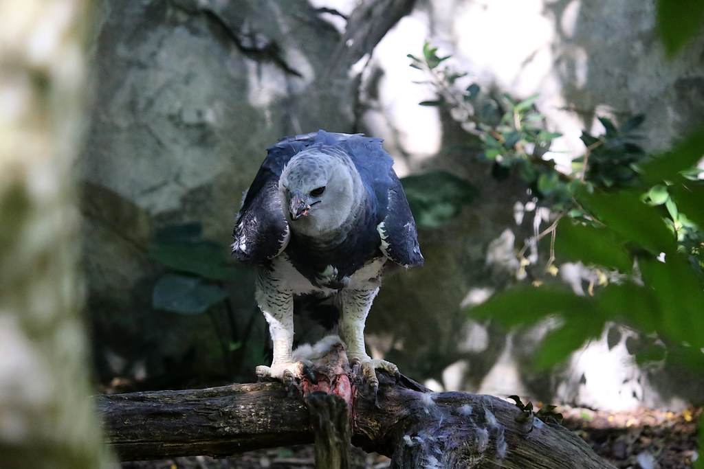 Harpy Eagle: The Rainforest Powerhouse (image credits: flickr)