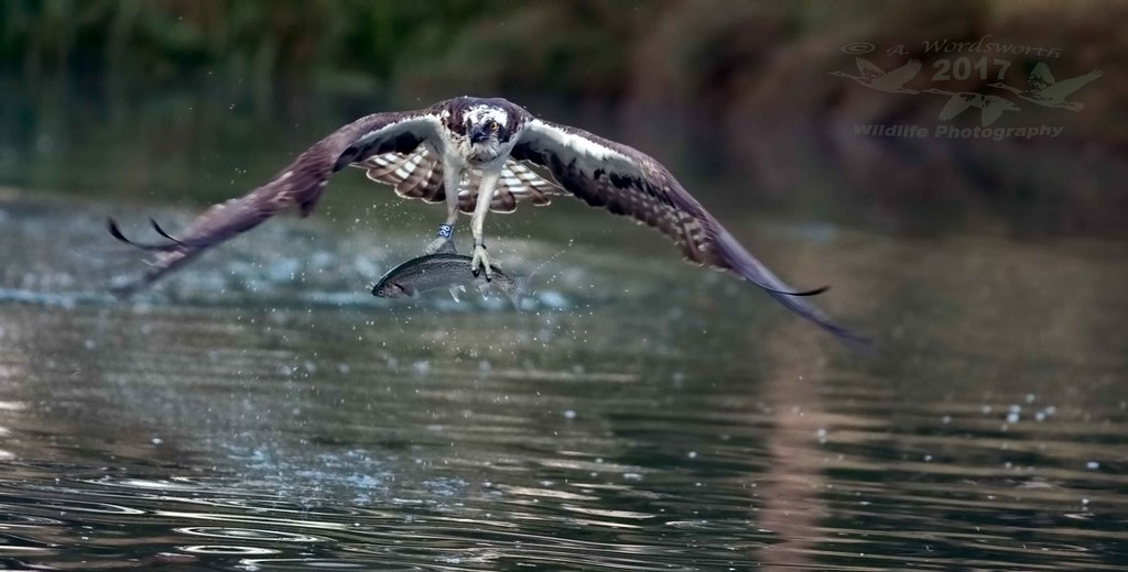 Osprey: The Fish Specialist (image credits: flickr)
