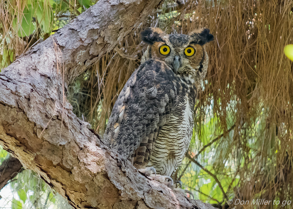 Great Horned Owl: The Nocturnal Squeezer (image credits: flickr)