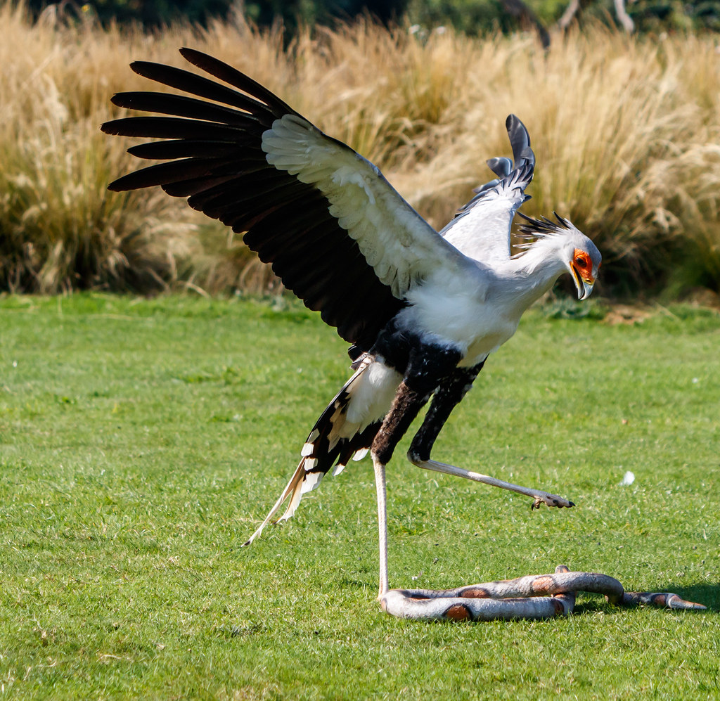 Secretarybird: The Snake Stomper (image credits: flickr)
