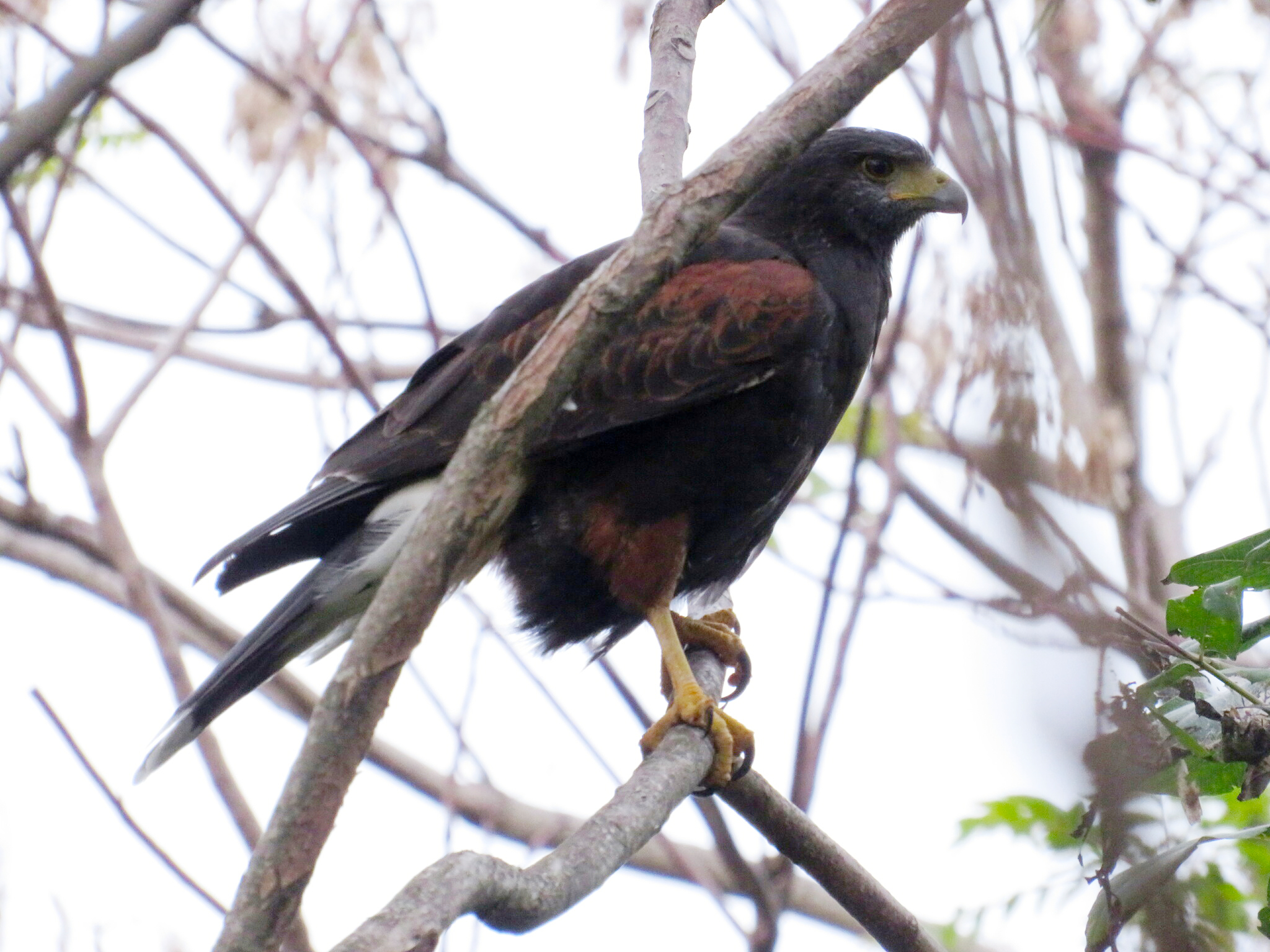 Harris's Hawk: The Cooperative Hunter (image credits: wikimedia)