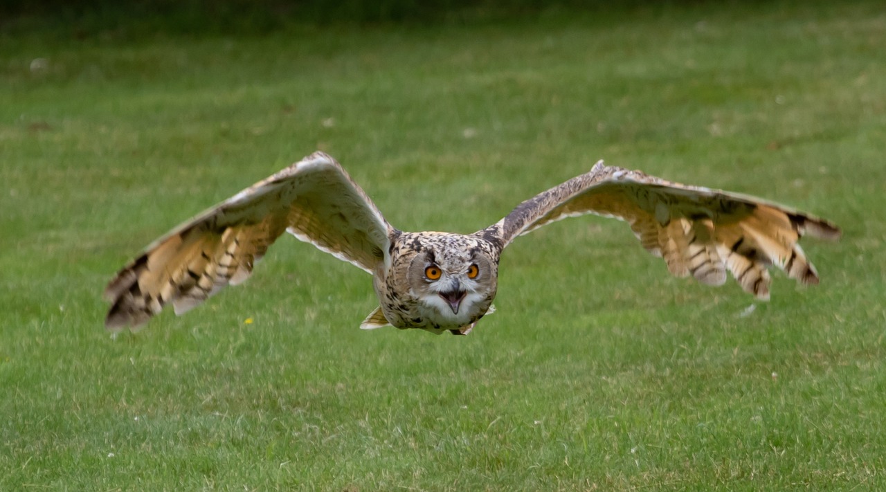 Eurasian Eagle-Owl's Aquatic Appetite (image credits: pixabay)