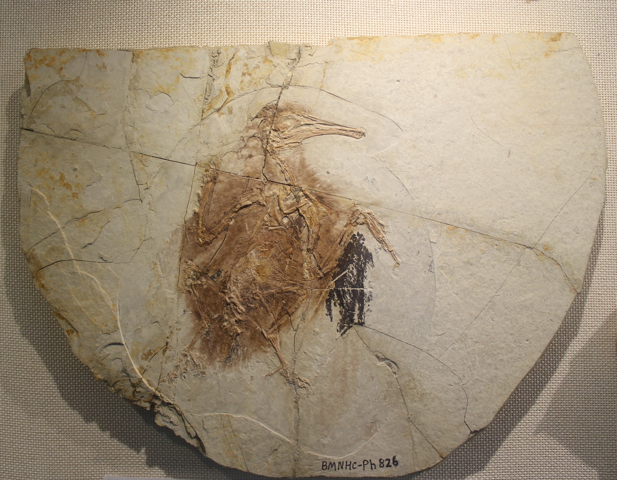 Longipteryx's Unexpected Seed Diet (image credits: wikimedia)