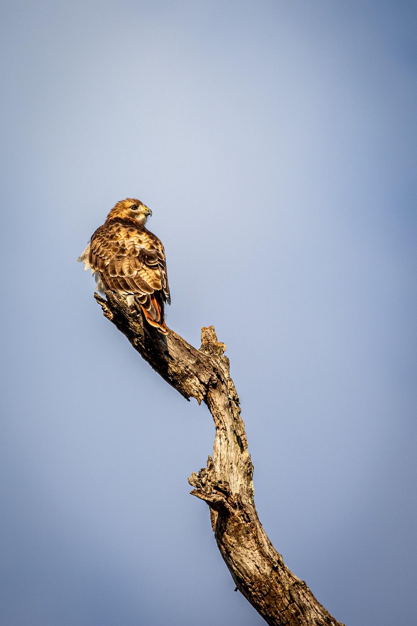 Red-Tailed Hawk Swallowing Large Prey Whole (image credits: pixabay)