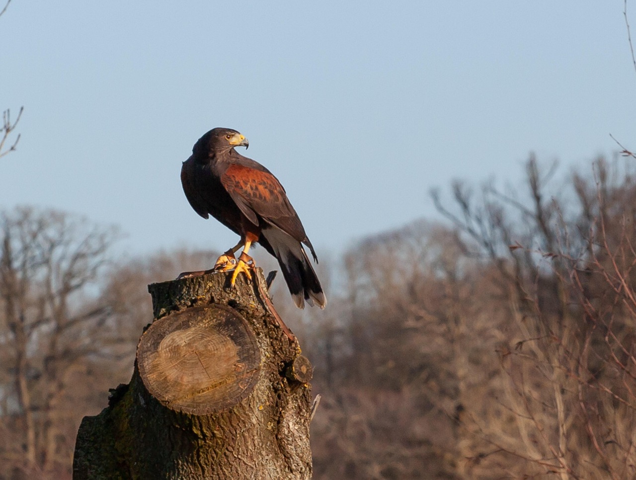 Harris's Hawk: The Social Hunter with Panoramic Vision (image credits: pixabay)
