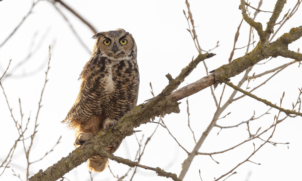 The Great Horned Owl: The Ghost of the Forest (image credits: flickr)