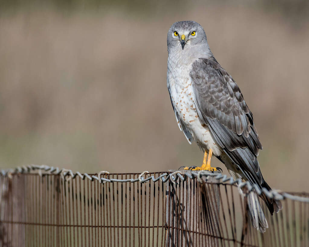 The Northern Harrier: The Low-Flying Phantom (image credits: flickr)