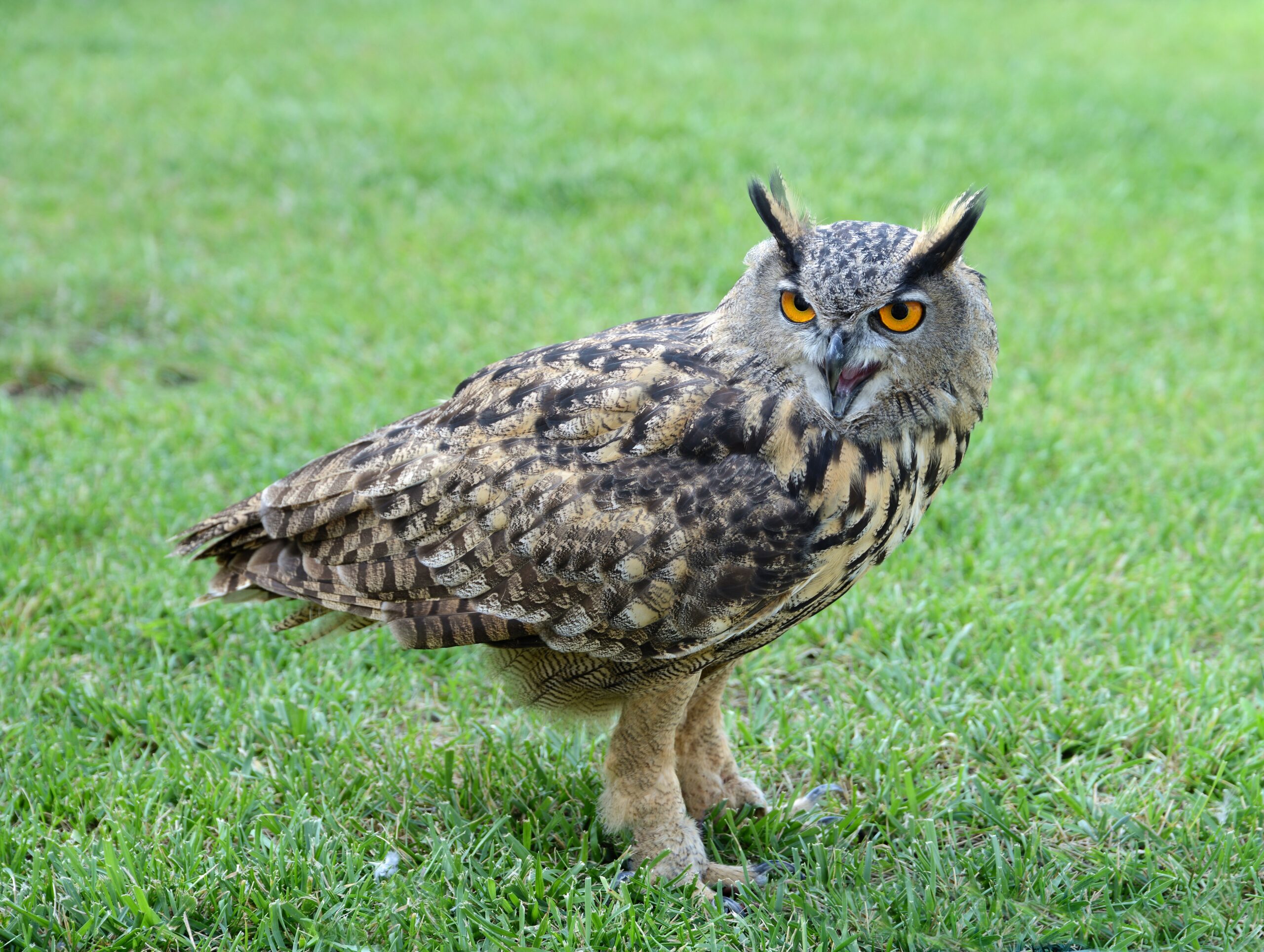 The Eurasian Eagle-Owl: Europe's Silent Sentinel (image credits: wikimedia)