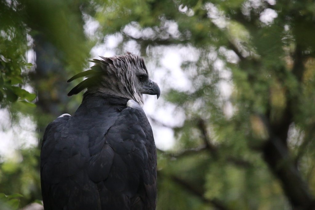 The Harpy Eagle: The Powerhouse Predator (image credits: flickr)