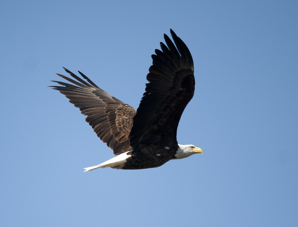 The Bald Eagle: The Symbol of Freedom (image credits: flickr)