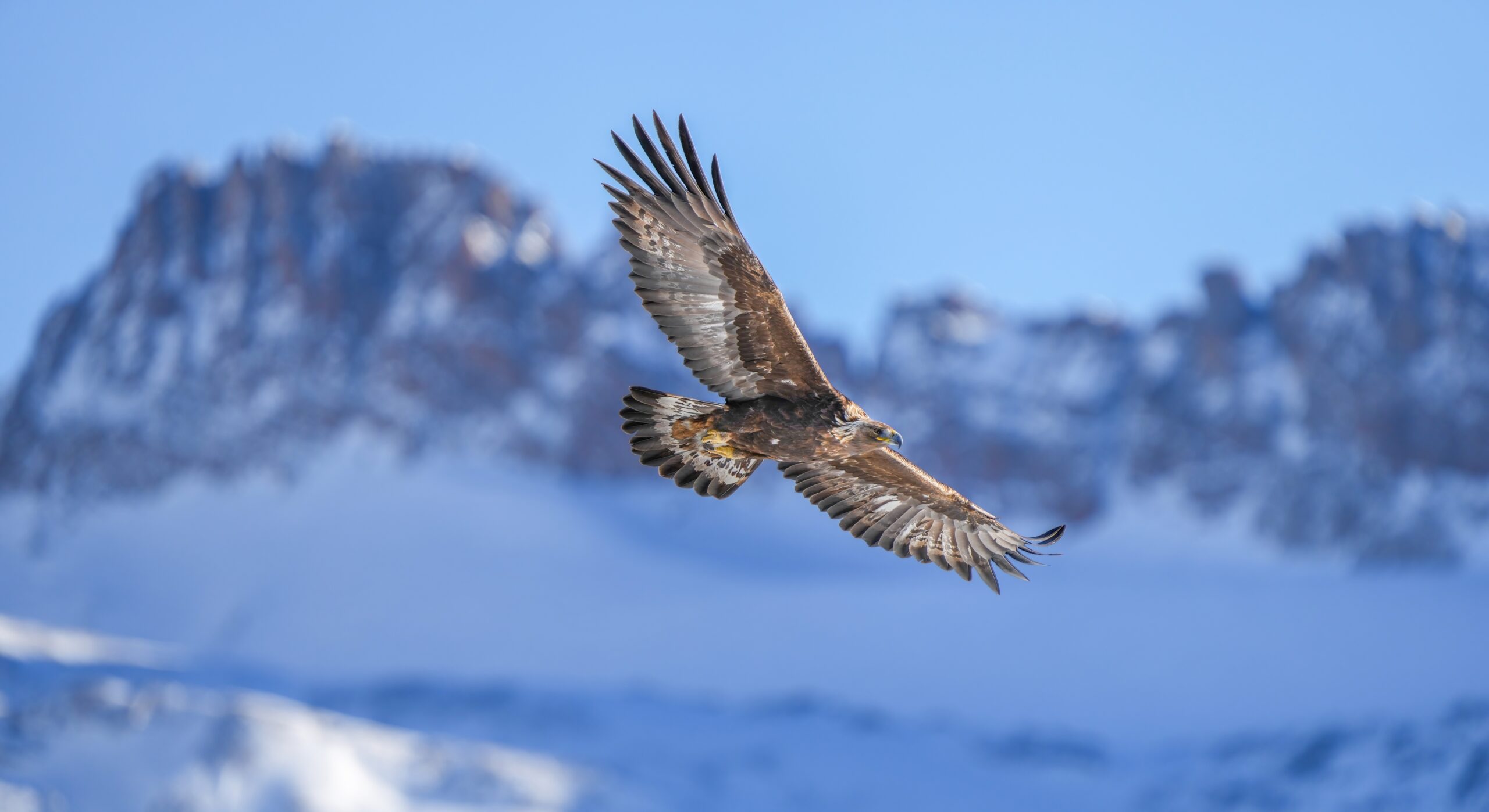 The Golden Eagle: The Mountain Monarch (image credits: wikimedia)