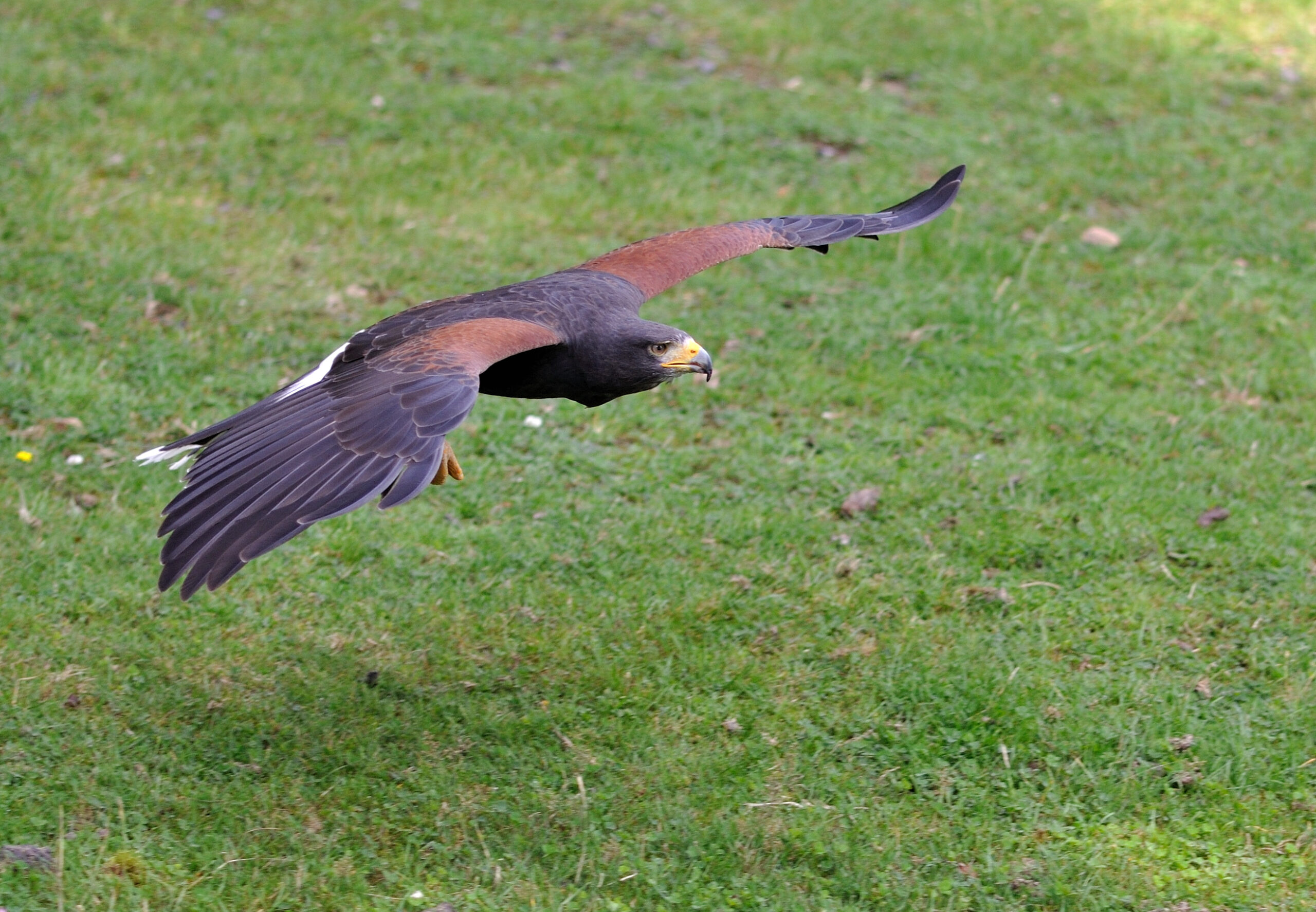 The Harris's Hawk: The Team Player (image credits: wikimedia)