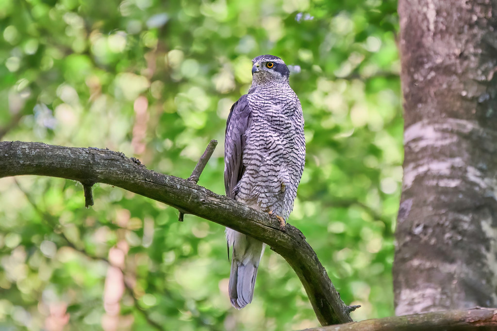 The Northern Goshawk: The Forest Phantom (image credits: flickr)