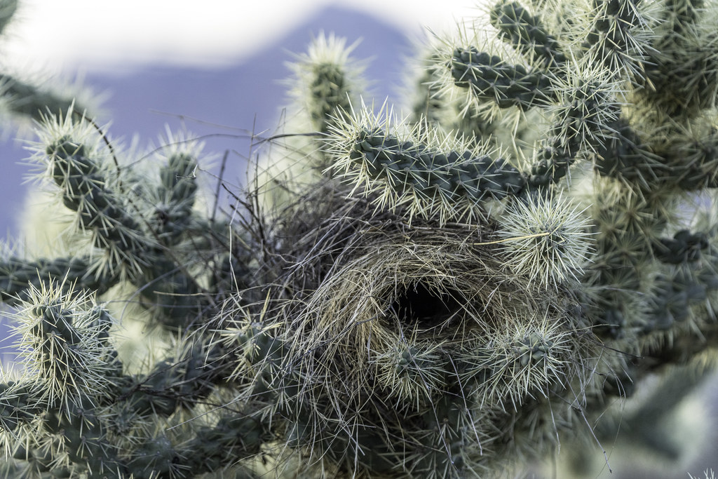 The Cactus Wren's Thorny Abode (image credits: flickr)