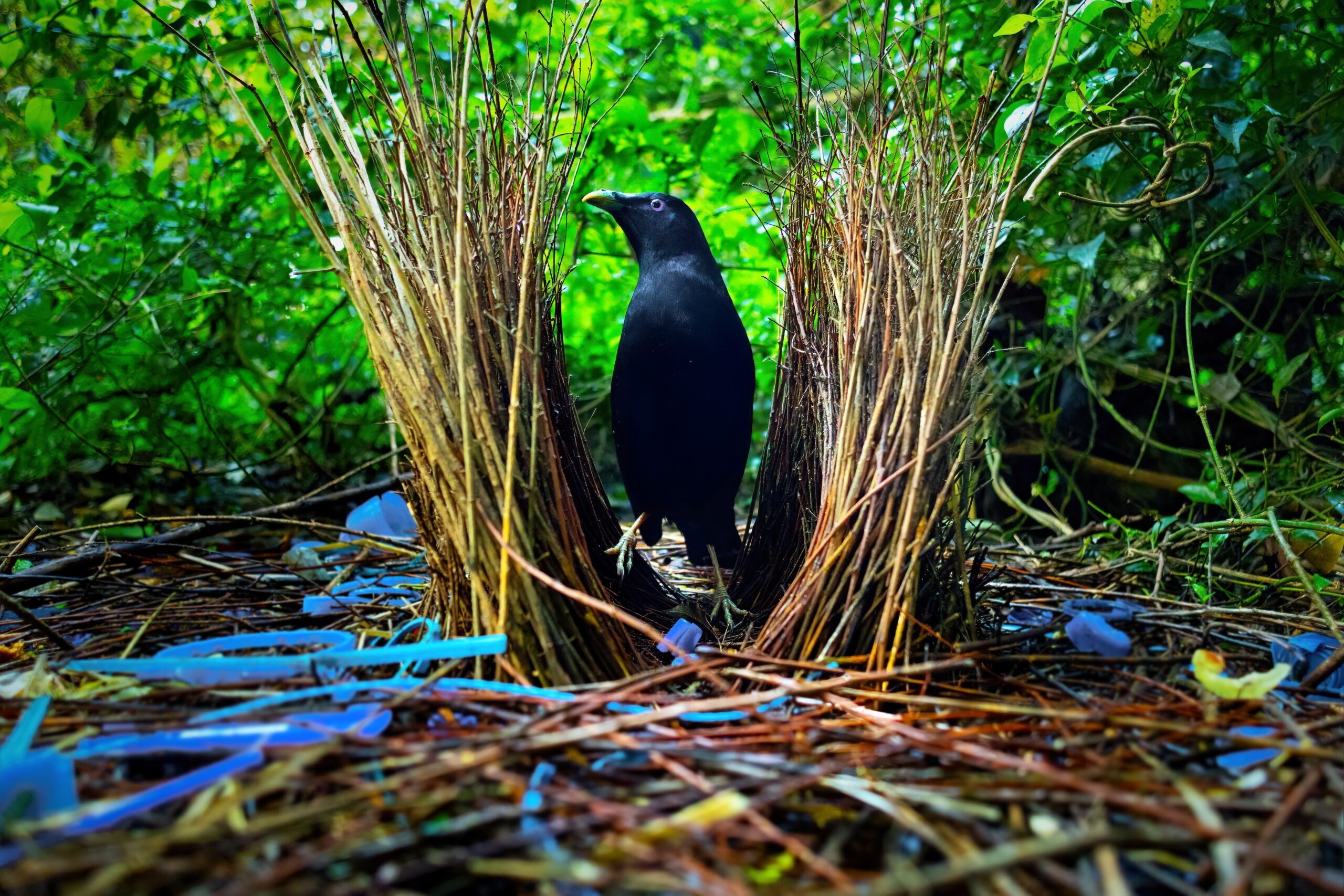 The Bowerbird's Artistic Courtship Displays (image credits: wikimedia)