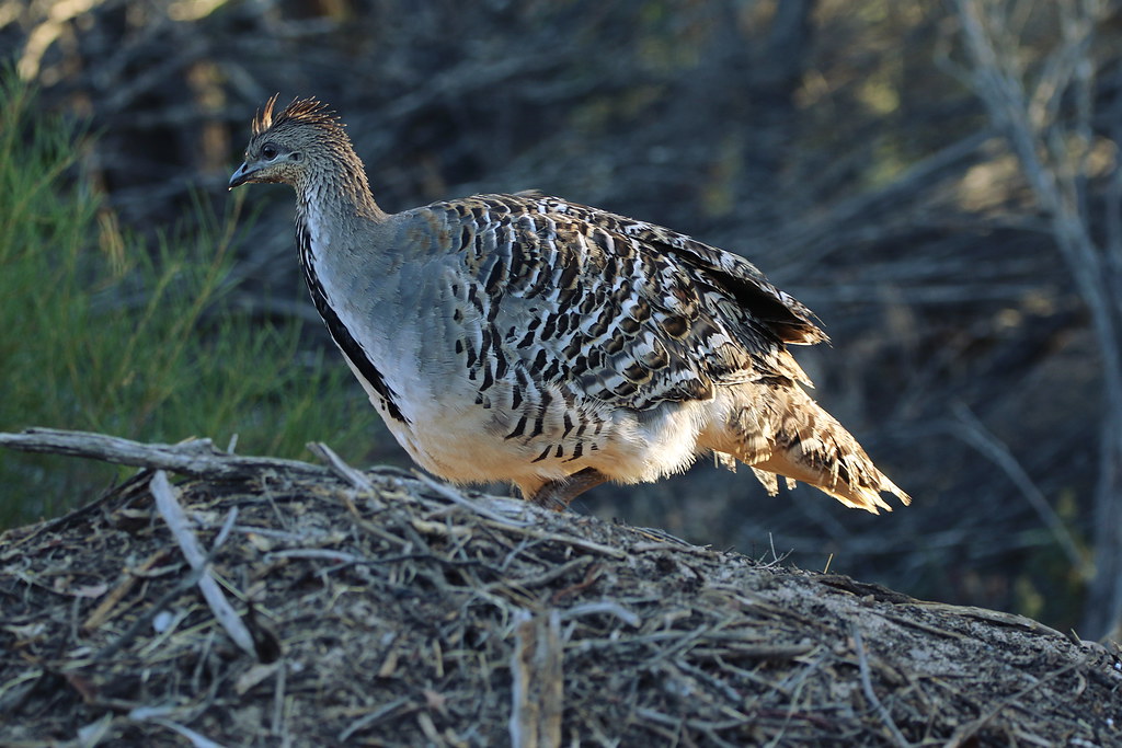 The Malleefowl's Natural Incubators (image credits: flickr)