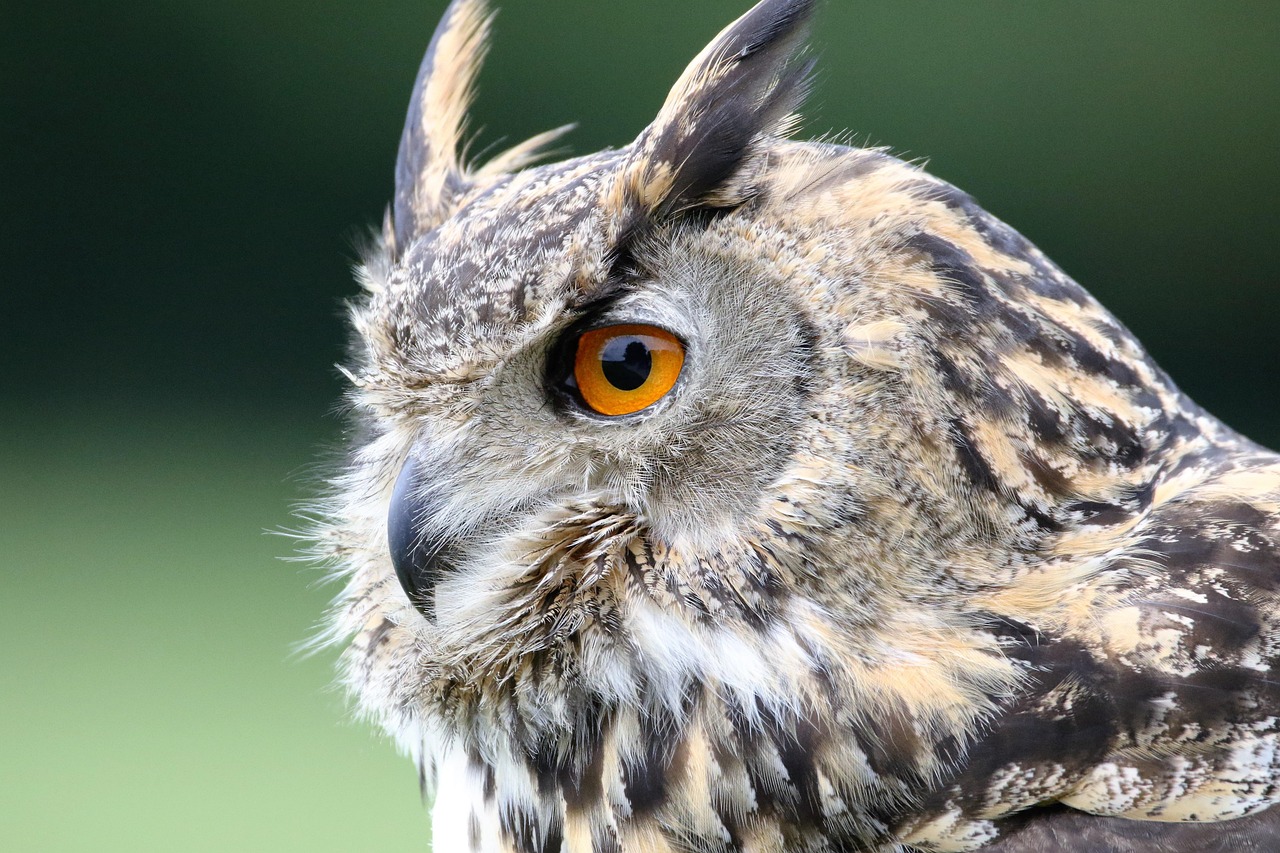 Nictitating Membrane: The Protective Third Eyelid (image credits: pixabay)