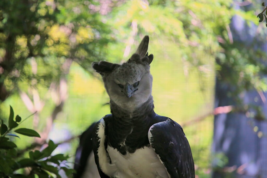 The Mighty Harpy Eagle: Jungle's Apex Predator (image credits: flickr)
