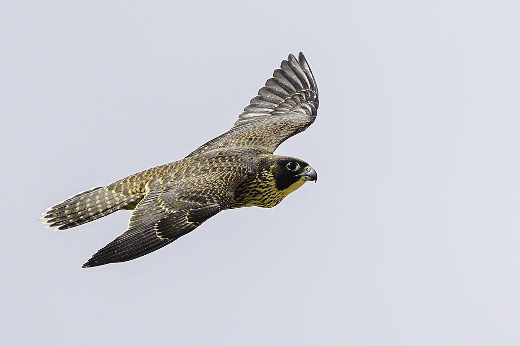 Peregrine Falcon: The Speed Demon (image credits: flickr)