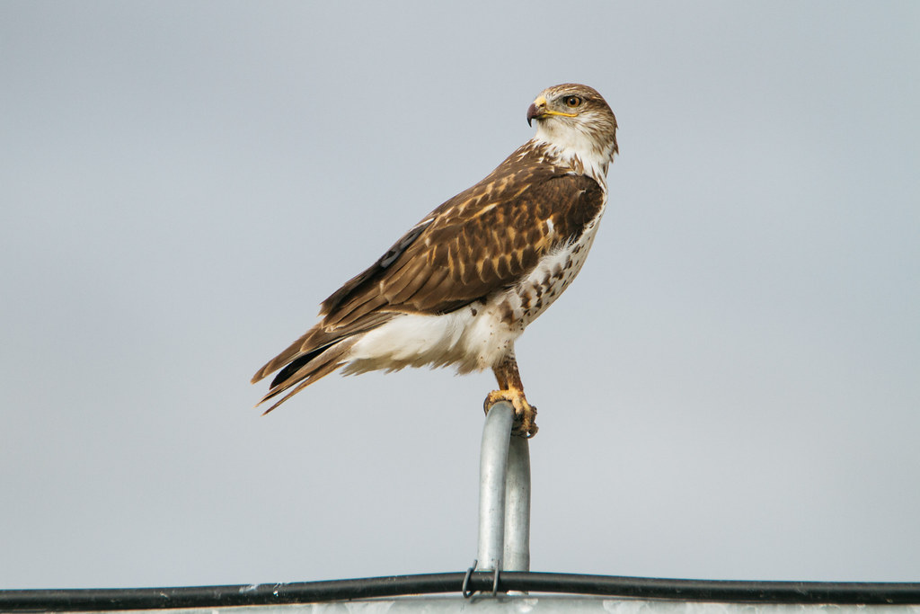 Ferruginous Hawk: The Prairie Queen (image credits: flickr)