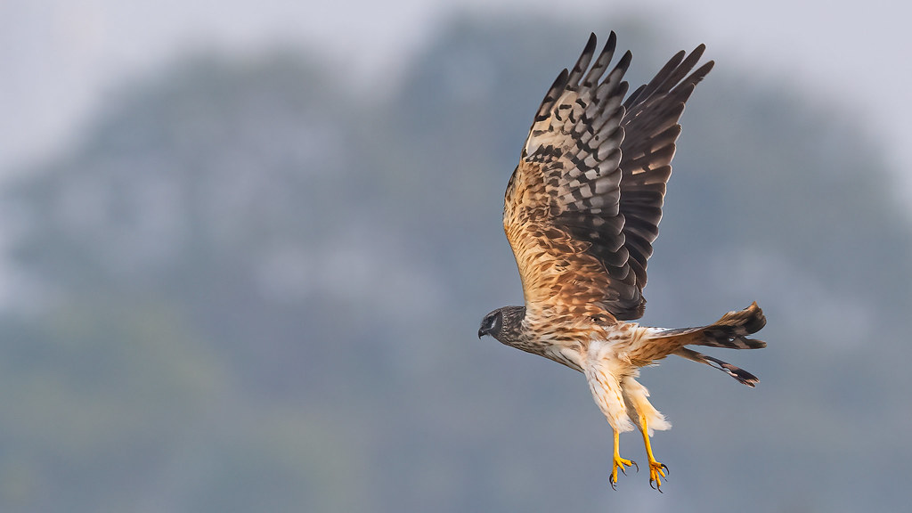 Eurasian Sparrowhawk: The Garden Predator (image credits: flickr)