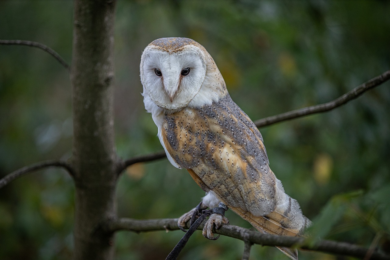 Barn Owls: The Nocturnal Pest Controllers (image credits: pixabay)