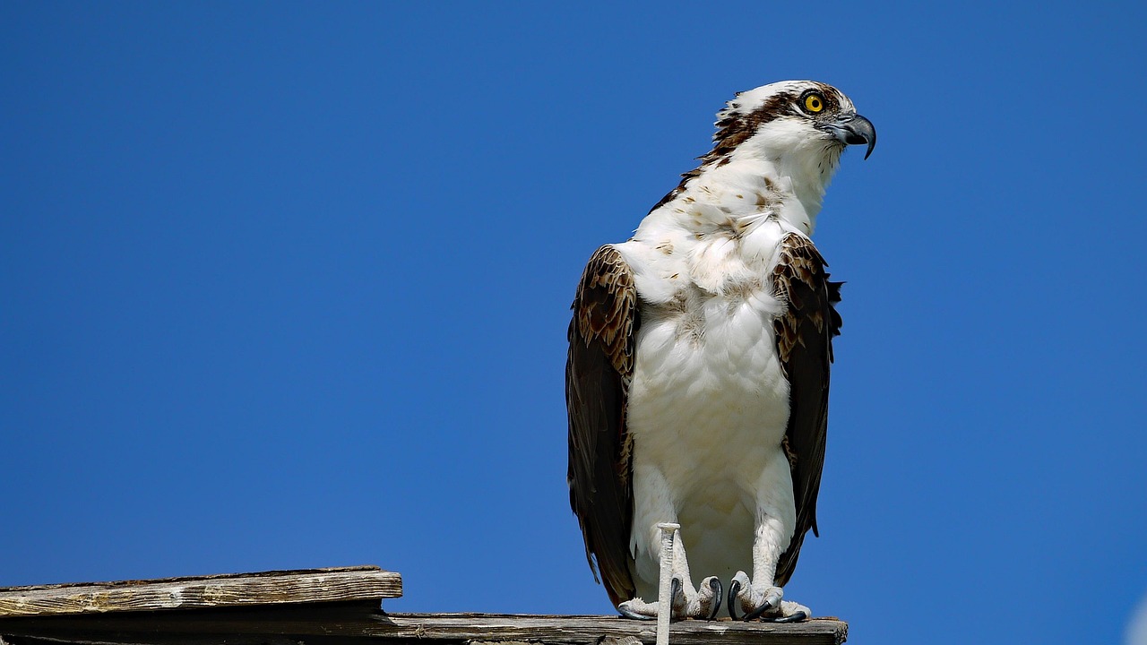 Ospreys: Fishing in the Urban Jungle (image credits: pixabay)