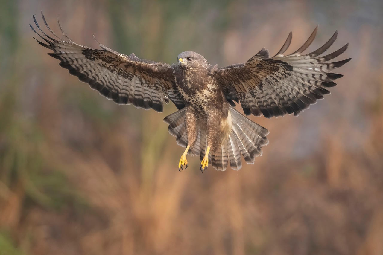 Buzzards: Soaring Over the Concrete Jungle (image credits: pixabay)
