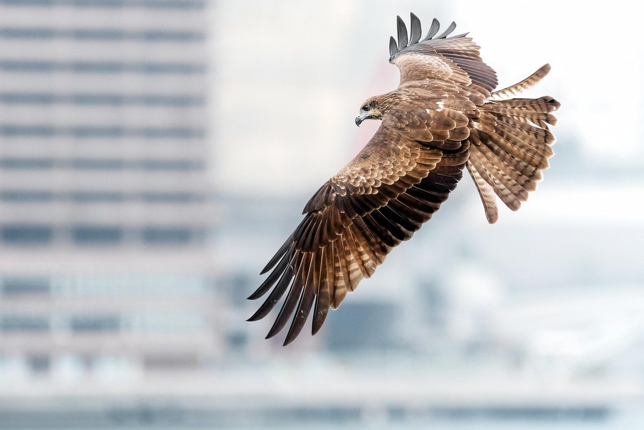 Black Kites: The Opportunistic Urban Scavengers (image credits: pixabay)