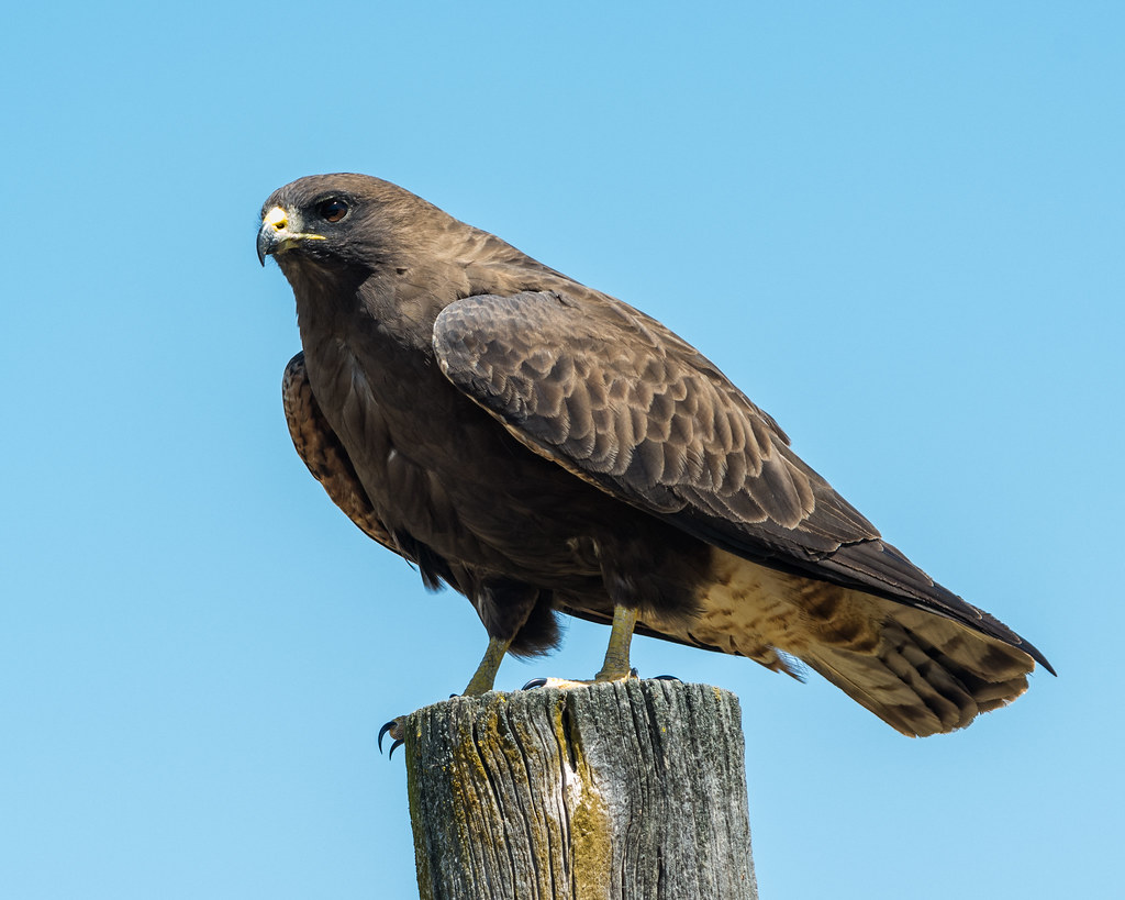 Swainson's Hawk: The Long-Distance Soarer (image credits: flickr)