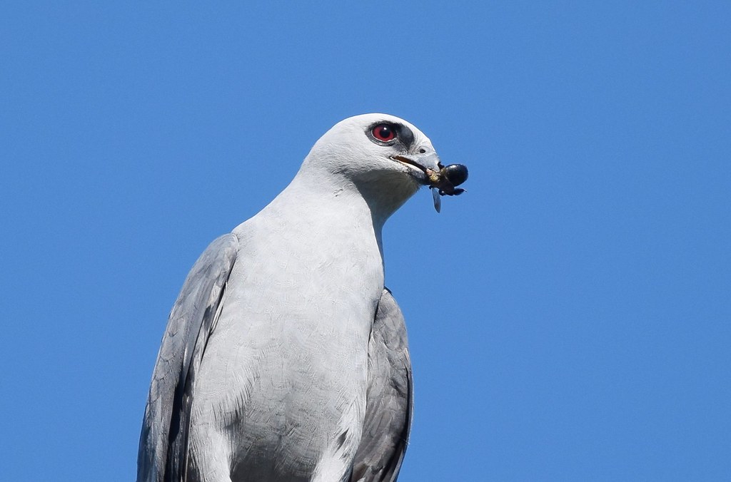 Mississippi Kite: The Graceful Glider (image credits: flickr)