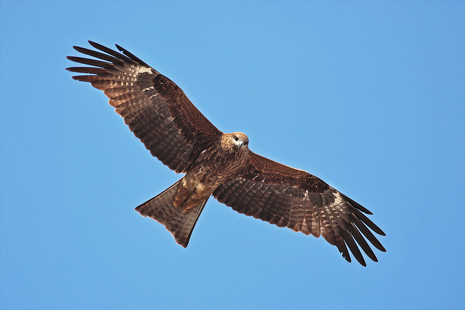 Black Kite: The Opportunistic Voyager (image credits: wikimedia)