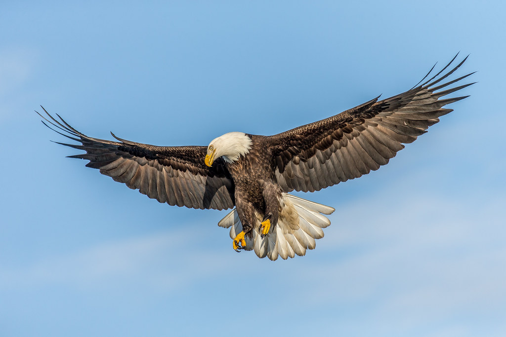 Bald Eagle: The Majestic Migrant (image credits: flickr)